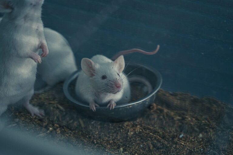 Why Mice Choose Some Houses Over the Identical One Next Door - Featured image