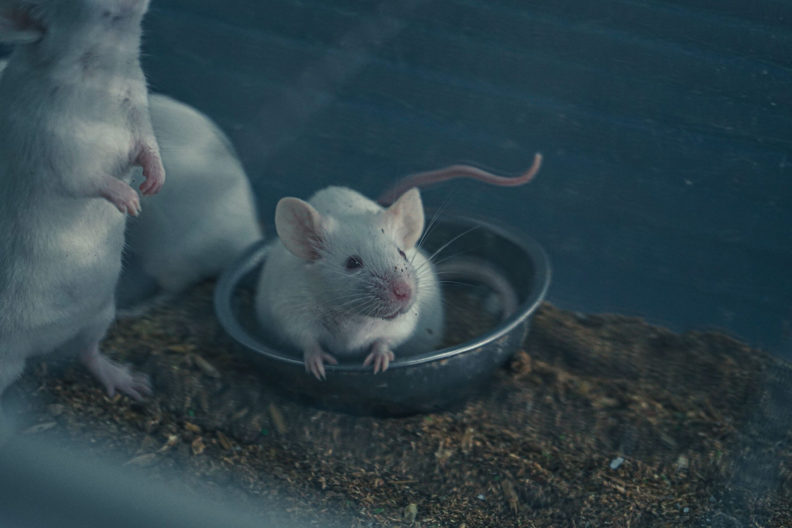 Why Mice Choose Some Houses Over the Identical One Next Door