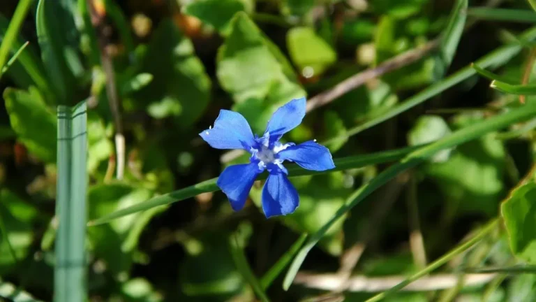 Gentians Deliver Rare True-Blue Blooms at Home - Featured image