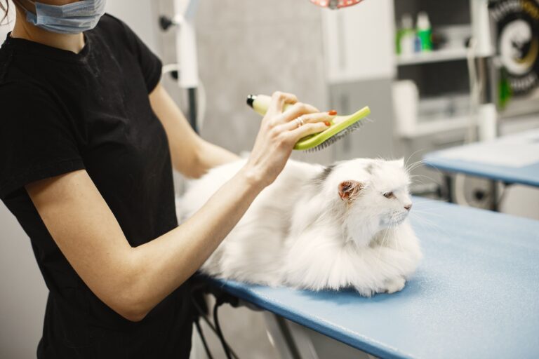 The Grooming Mistake That's Quietly Damaging Your Cat's Coat - Featured image