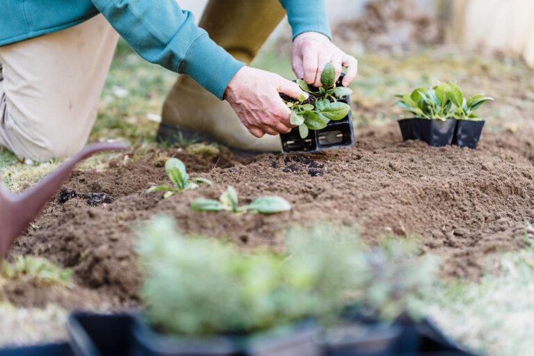 The Common Spacing Mistake That's Quietly Stunting Your Pepper Plants - Featured image