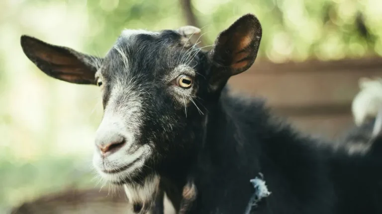Goats Tackle Poison Ivy Along Austin Trail - Featured image