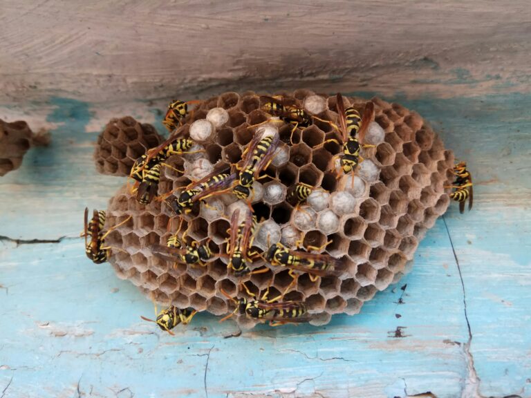 The Wasp Species Most Gardeners Wrongly Fear and Kill - Featured image