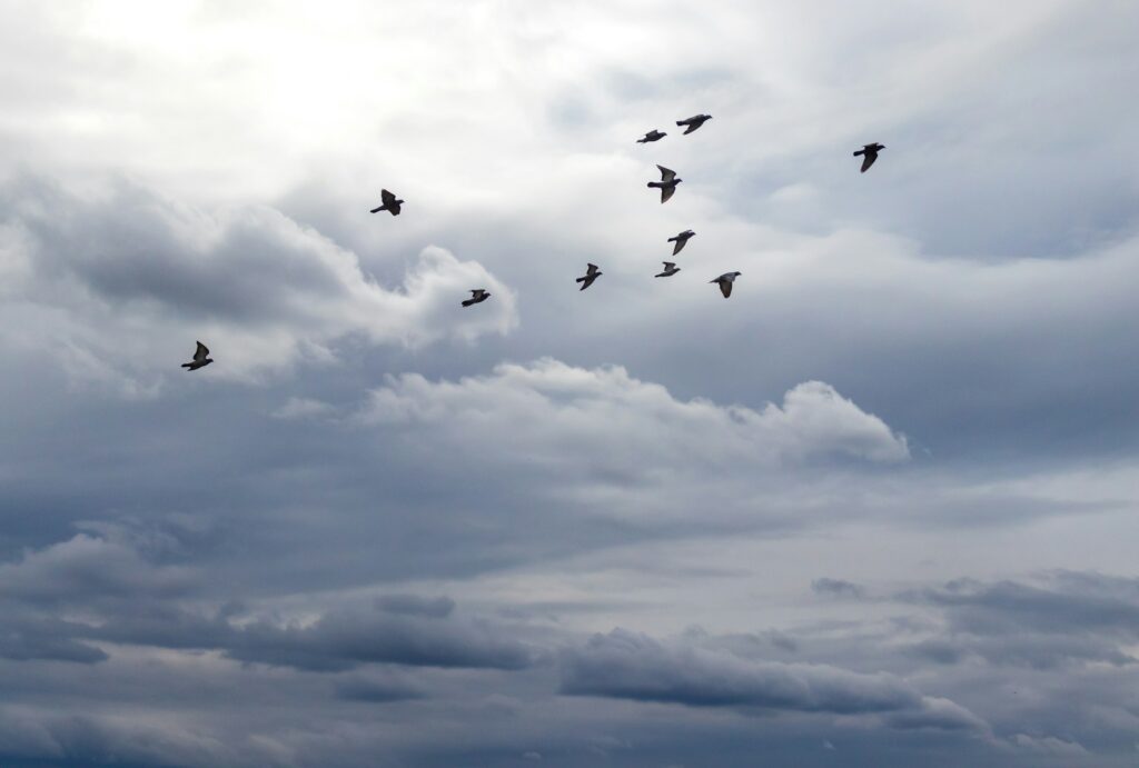 The Bird Species Quietly Disappearing From American Backyards - Featured image