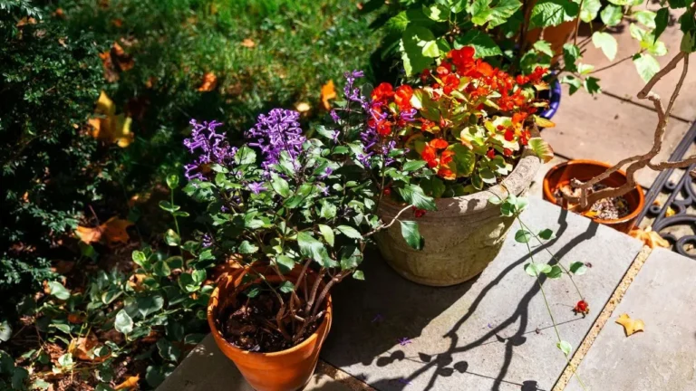 Why Container Plants Dry Out Too Fast - Featured image