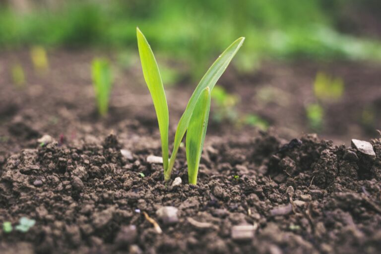Why Freshly Turned Soil Smells Different From Undisturbed Ground - Featured image