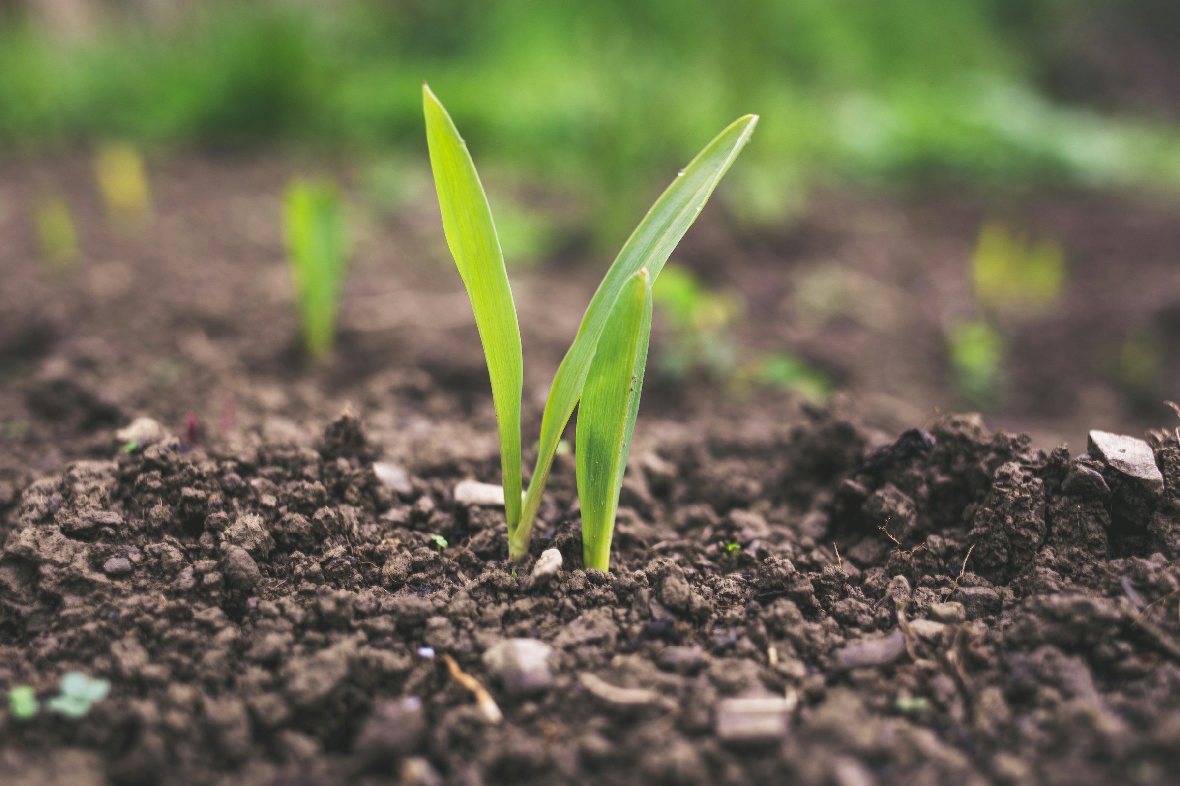 Why Freshly Turned Soil Smells Different From Undisturbed Ground
