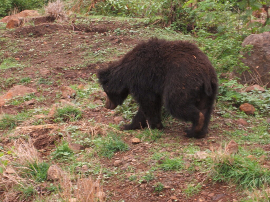 Why Bears Are Showing Up in Suburbs That Never Had Them Before - Featured image