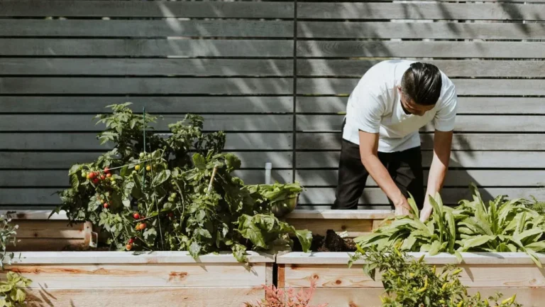 A Housing Co-op Gardener Finds the Right Junipers After a Costly Mistake - Featured image