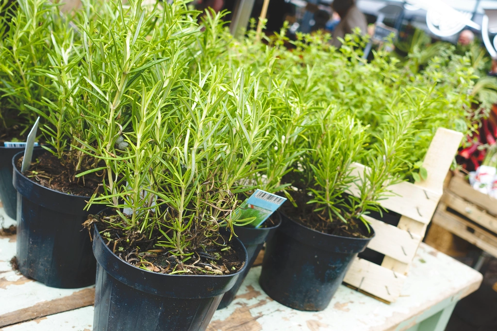 Why Your Rosemary Turns Brown and Crispy Despite Regular Watering