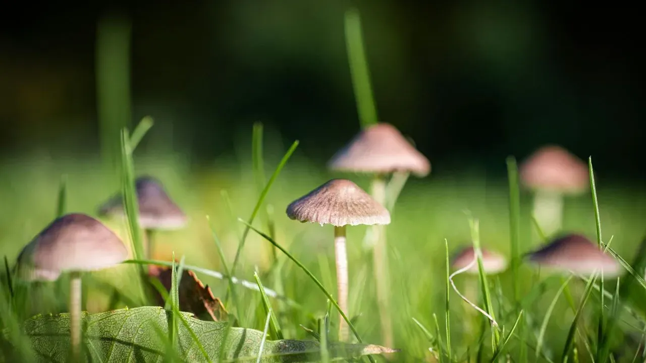 Puffballs and Mushrooms in Lawns After Rain: Signals from the Soil Below