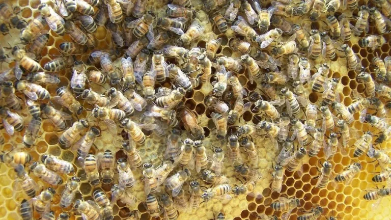 Queens Offload Pesticides Into Their Eggs - Featured image