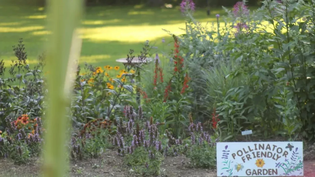 Garden Havens Help Children Navigate Family Separation - Featured image