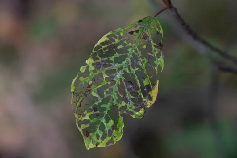 I Gave an AI Chatbot Photos of My Dying Houseplants – Its Diagnosis Shocked Me - Featured image
