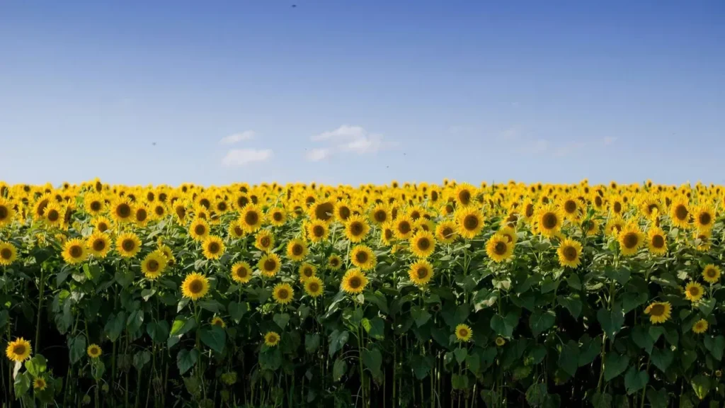 Sunflowers Use Circadian Rhythm to Follow the Sun - Featured image