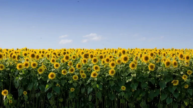 Sunflowers Use Circadian Rhythm to Follow the Sun - Featured image