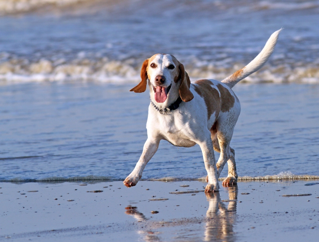 The Common Foods Vets Say You Should Never Feed Your Dog