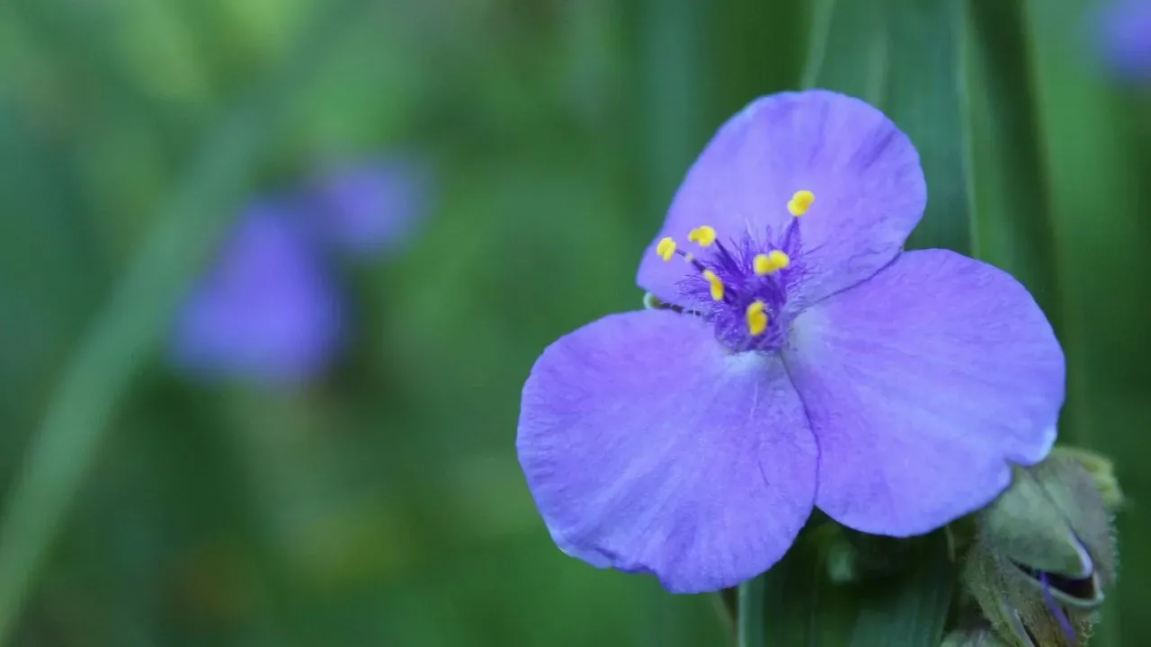 The Native Perennial Gardeners Often Mistake for a Weed