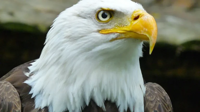 Jackie’s Death Brings Nature Lessons to SoCal Schools - Featured image