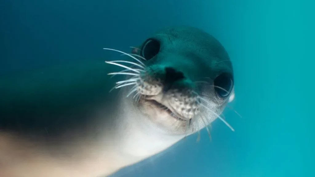 La Jolla Teen Accepts Responsibility in Federal Court Over Viral Sea Lion Footage - Featured image