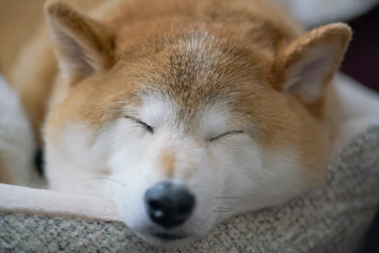 Why Dogs Circle Three Times Before Lying Down - Featured image