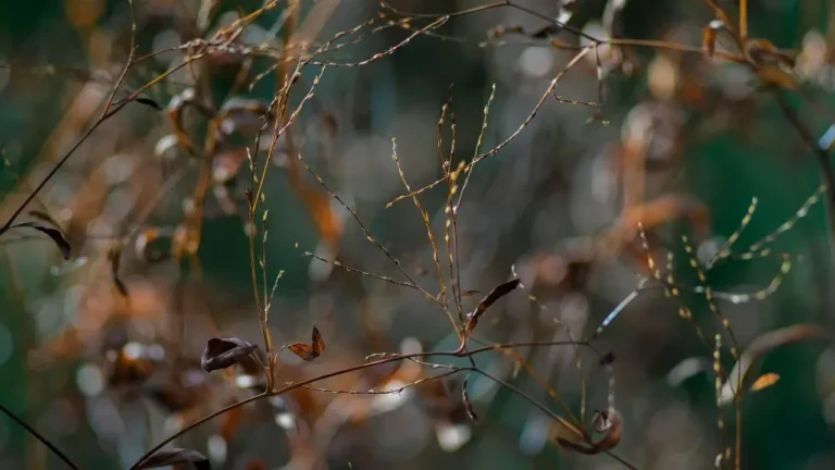 Perennials That Bloom Past the First Frost - Featured image