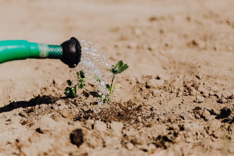 The Shallow Watering Habit That Trains Roots to Stay Weak - Featured image