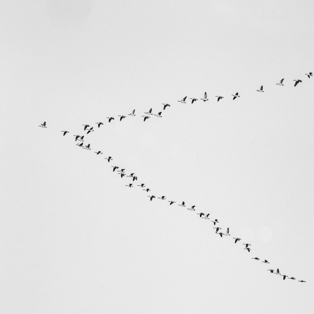Why Some Birds Migrate Thousands of Miles and Return to the Same Yard - Featured image