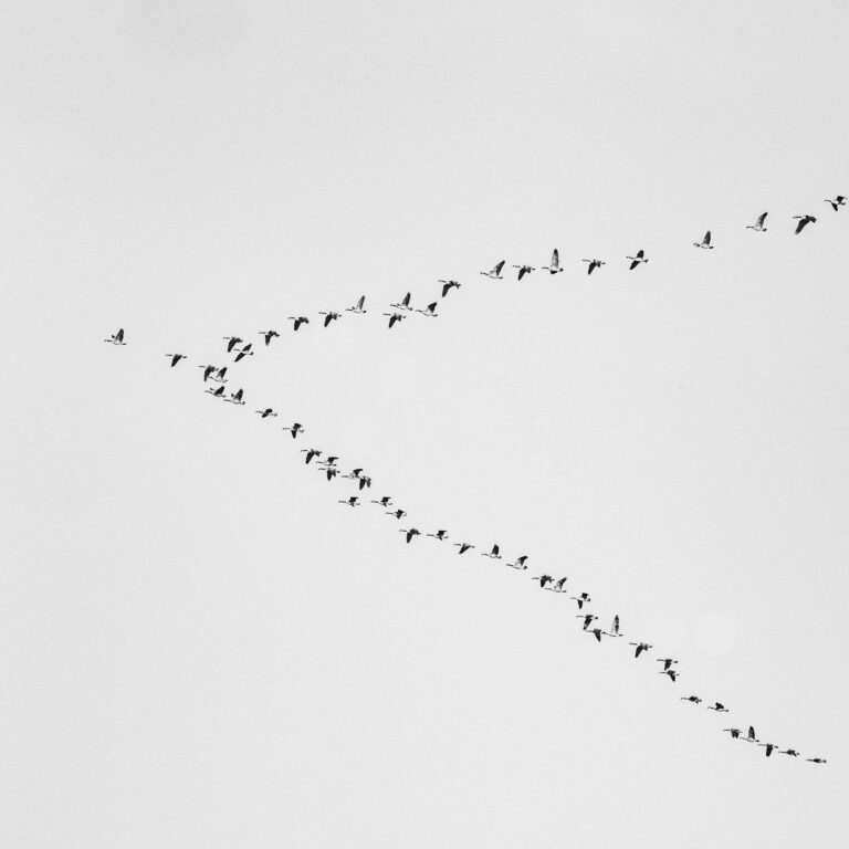 Why Some Birds Migrate Thousands of Miles and Return to the Same Yard - Featured image