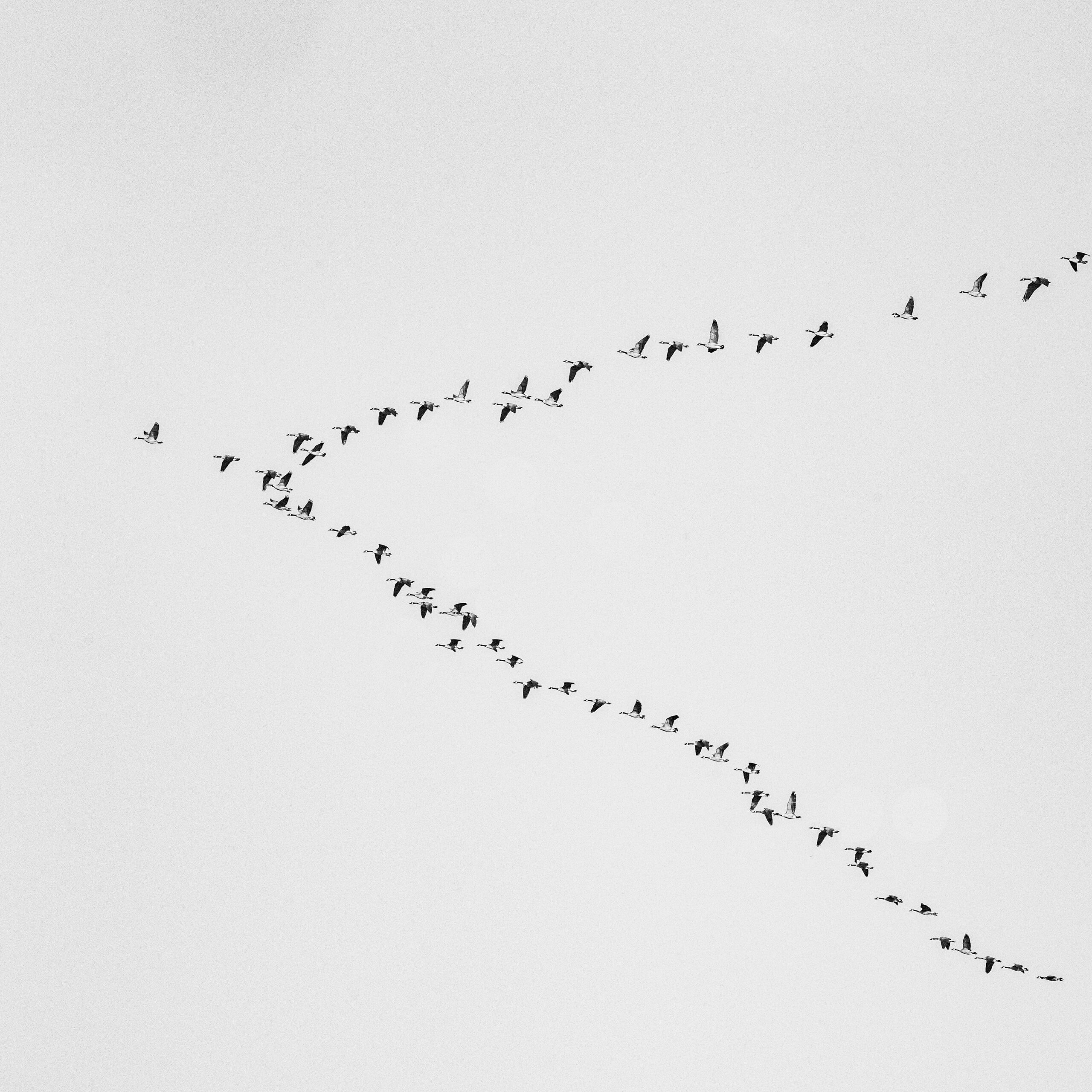 Why Some Birds Migrate Thousands of Miles and Return to the Same Yard