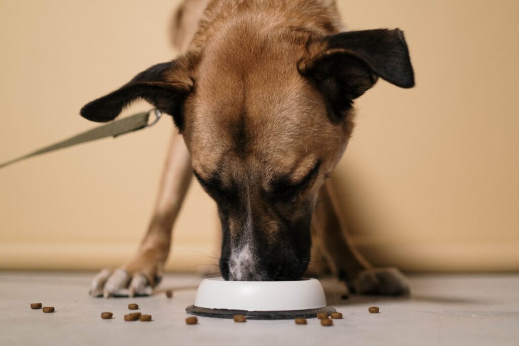 The Feeding Schedule Vets Say Confuses Most Dogs - Featured image