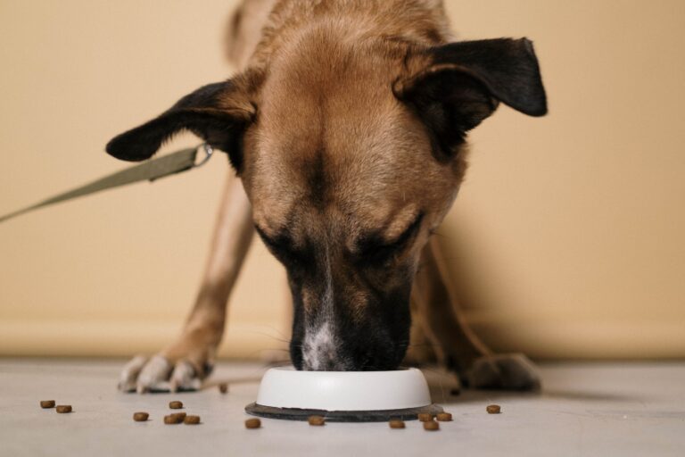 The Feeding Schedule Vets Say Confuses Most Dogs - Featured image