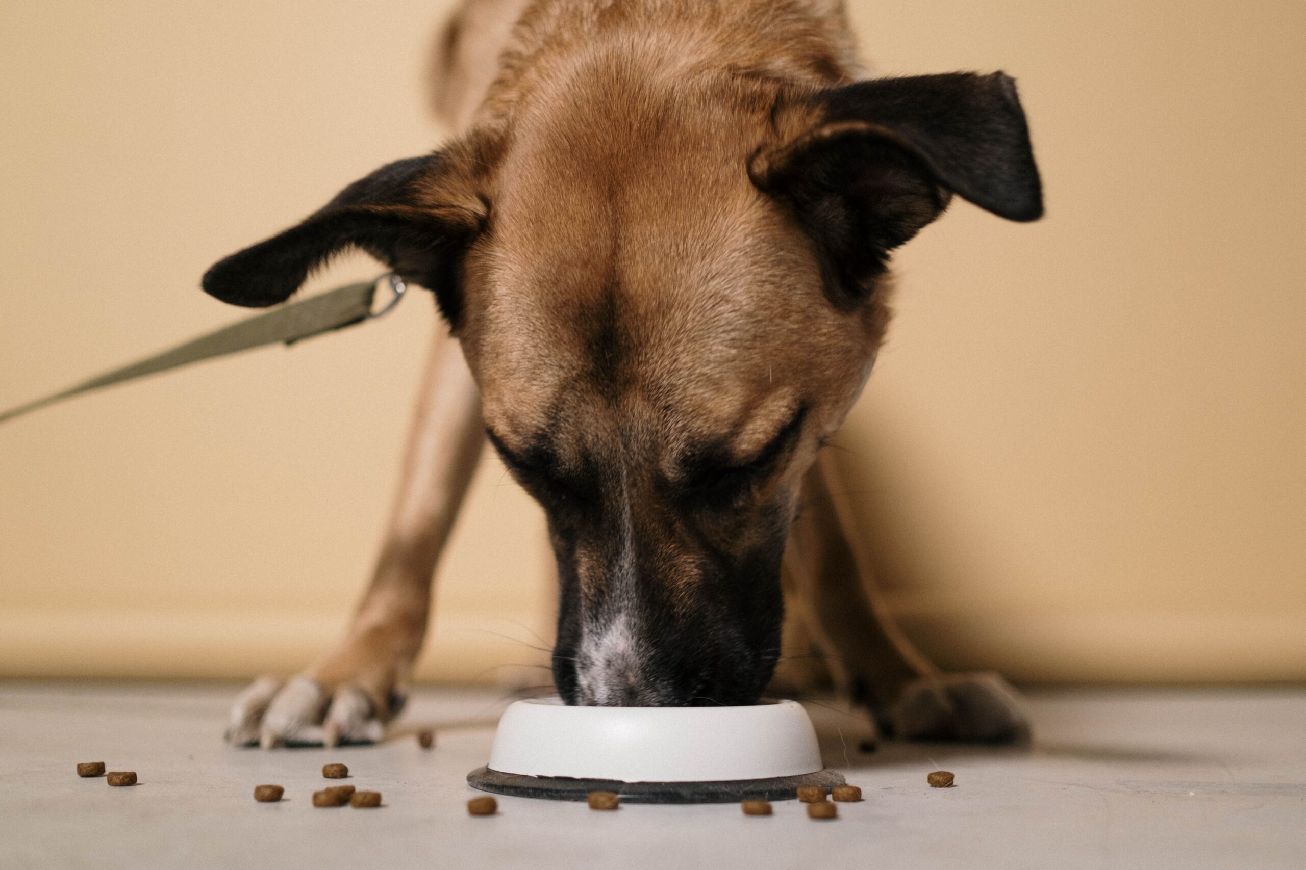 The Feeding Schedule Vets Say Confuses Most Dogs
