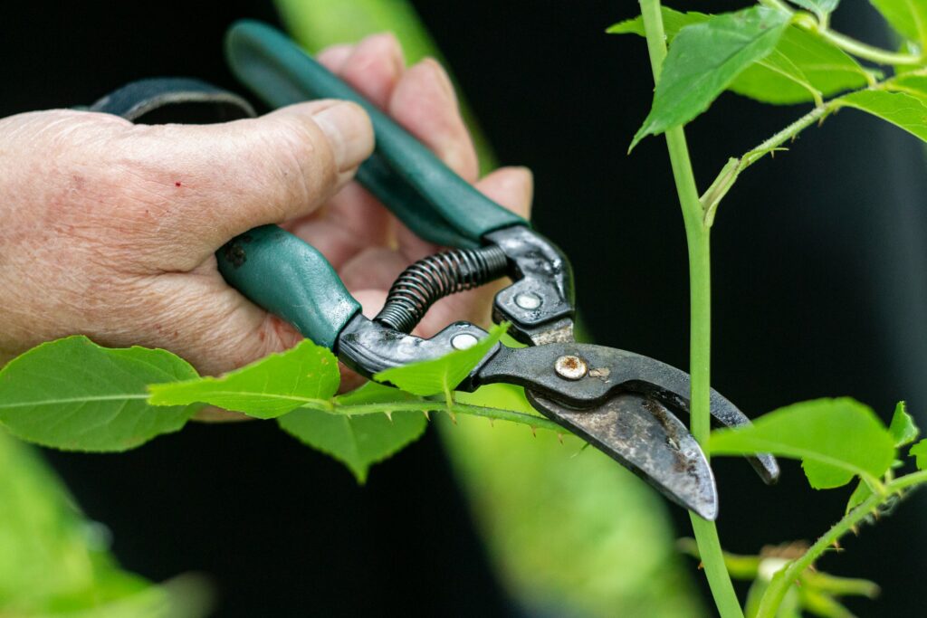 Why Some Plants "Scream" When Cut, According to Researchers - Featured image