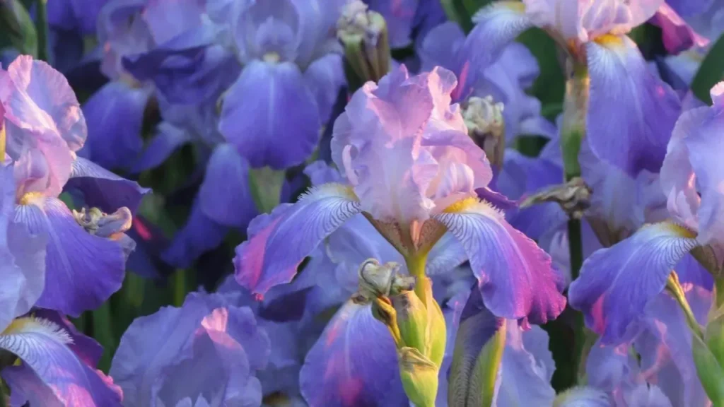 Sweet Iris Brings Fine Perfume Scent to Gardens - Featured image