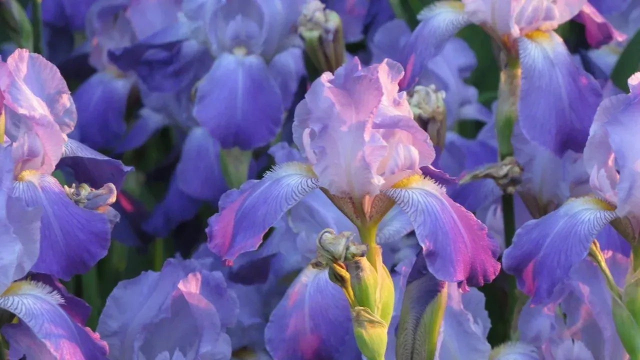 Sweet Iris Brings Fine Perfume Scent to Gardens