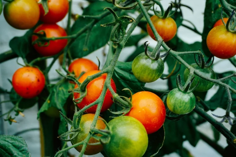 The Common Staking Mistake That's Quietly Snapping Your Tomato Vines - Featured image