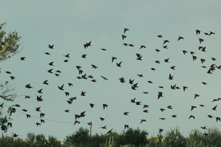 Why Robins Disappear From Yards in Late Summer - Featured image