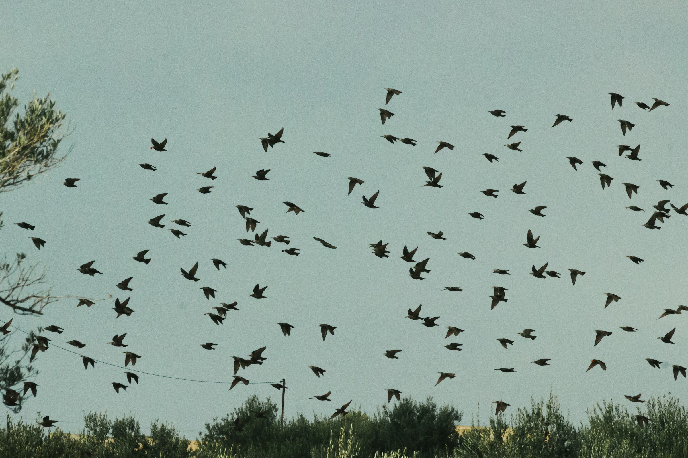 Why Robins Disappear From Yards in Late Summer