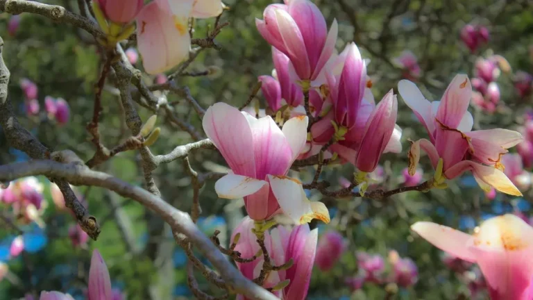 Heidi's Connecticut Garden Flourishes at Its Summer Peak - Featured image