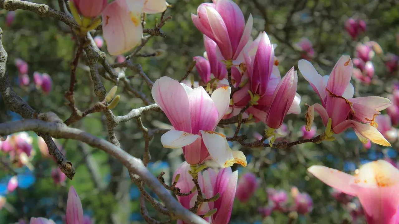 Heidi's Connecticut Garden Flourishes at Its Summer Peak