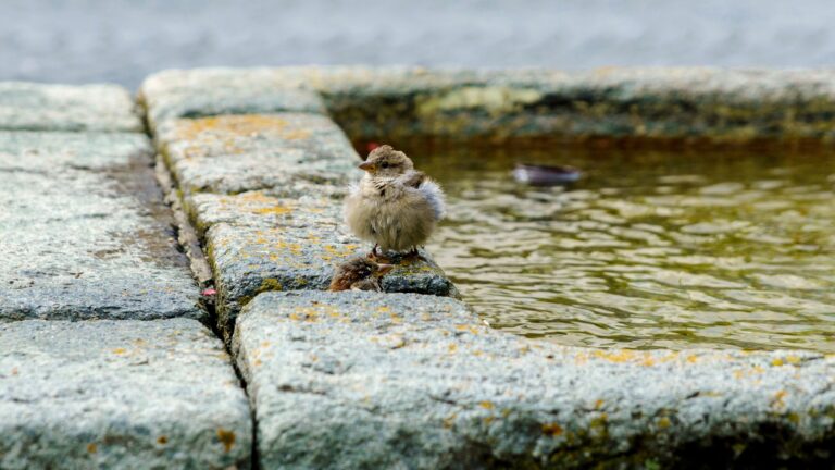 Why That Cracked Birdbath Might Be Worth Restoring, Not Replacing - Featured image