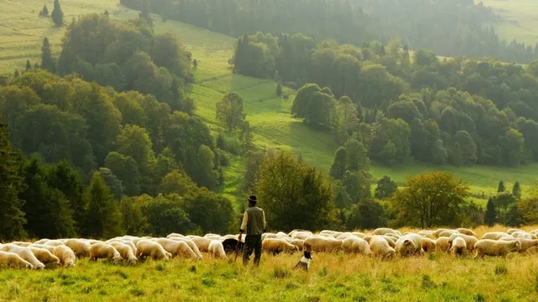 From Wall Street to Pasture: Tom Clark’s 500-Acre Sheep Farm in Upstate New York - Featured image