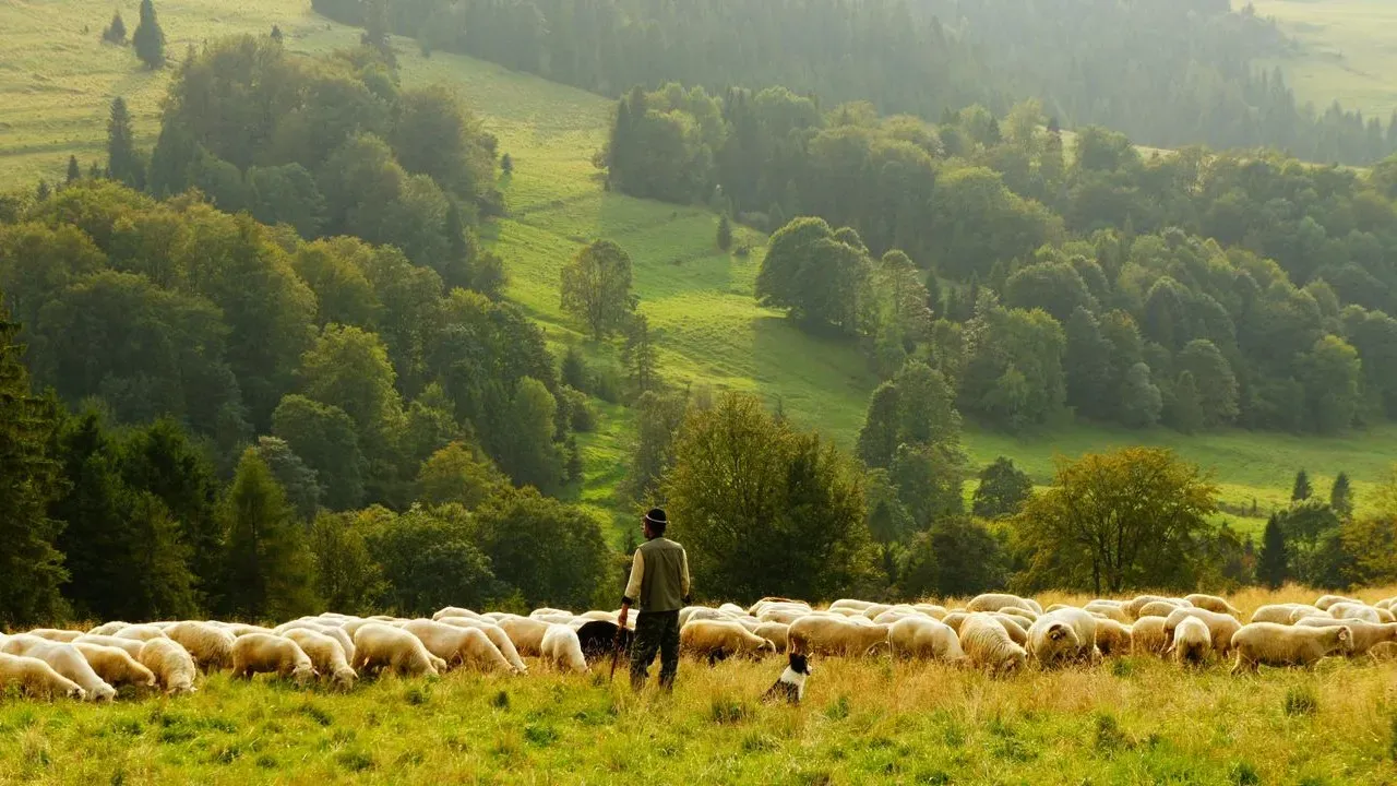 From Wall Street to Pasture: Tom Clark’s 500-Acre Sheep Farm in Upstate New York