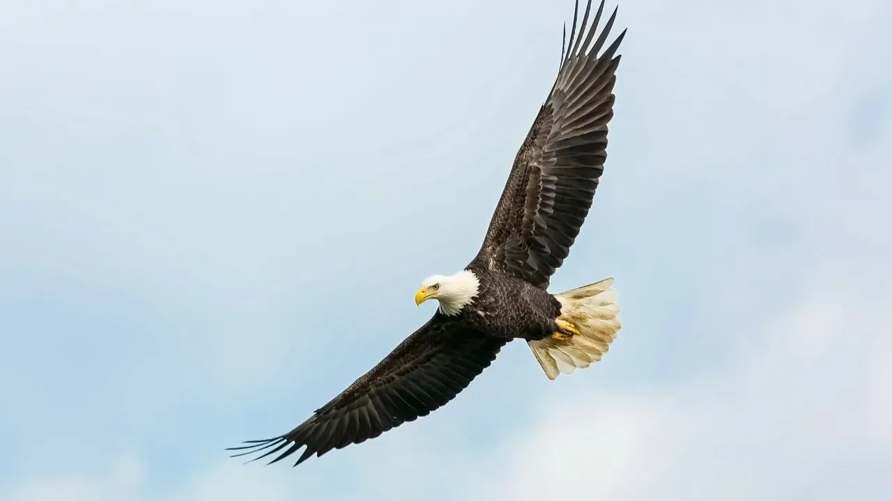 Washington Man Faces Federal Charges Over Bald Eagle Shooting