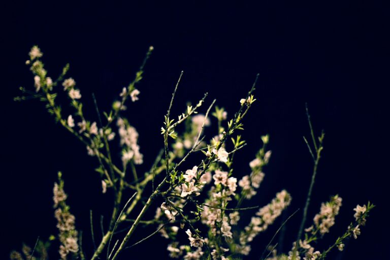 Why Certain Flowers Only Open at Night and Close by Morning - Featured image