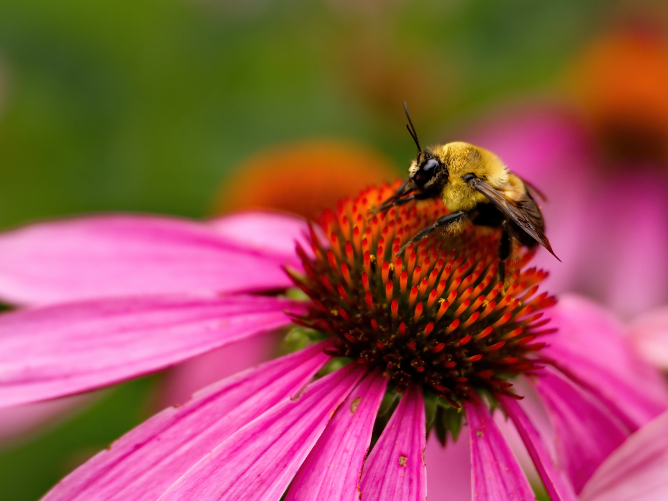 Why Bees Avoid Certain Popular Garden Flowers Entirely - Featured image