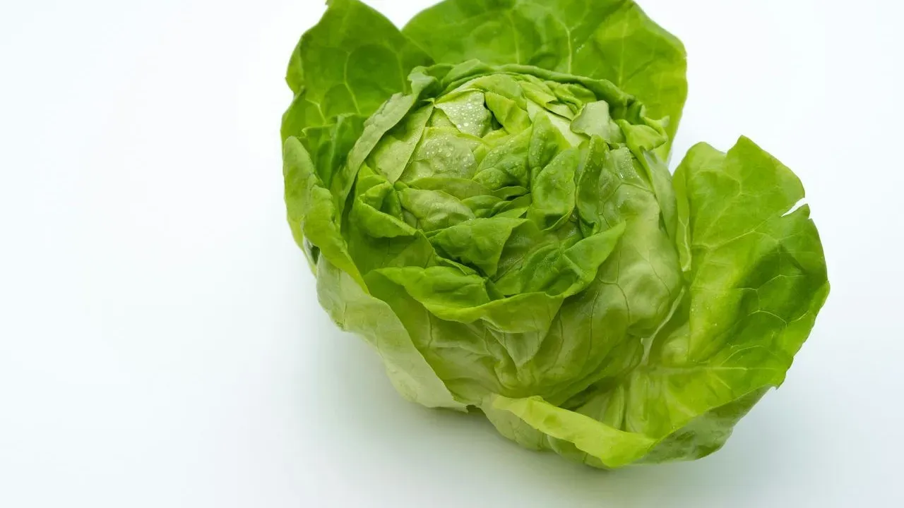 Lettuce Outbreak Pushes Cyclospora Cases Past 10,000