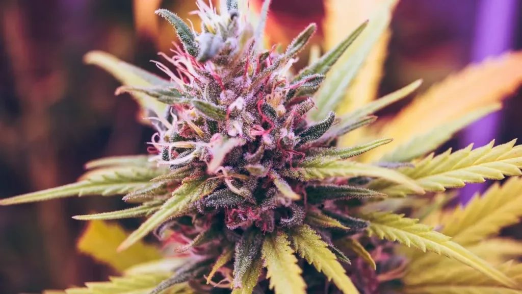 Why Frequent Marijuana Use Is Driving More Emergency Visits for Severe Nausea - Featured image
