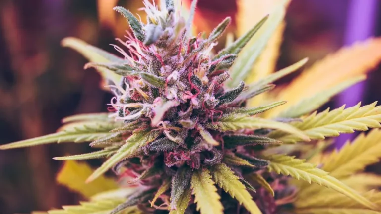 Why Frequent Marijuana Use Is Driving More Emergency Visits for Severe Nausea - Featured image